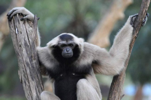 Blackcading gibbon i njegov život u prirodi